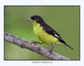 3375 lesser-goldfinch